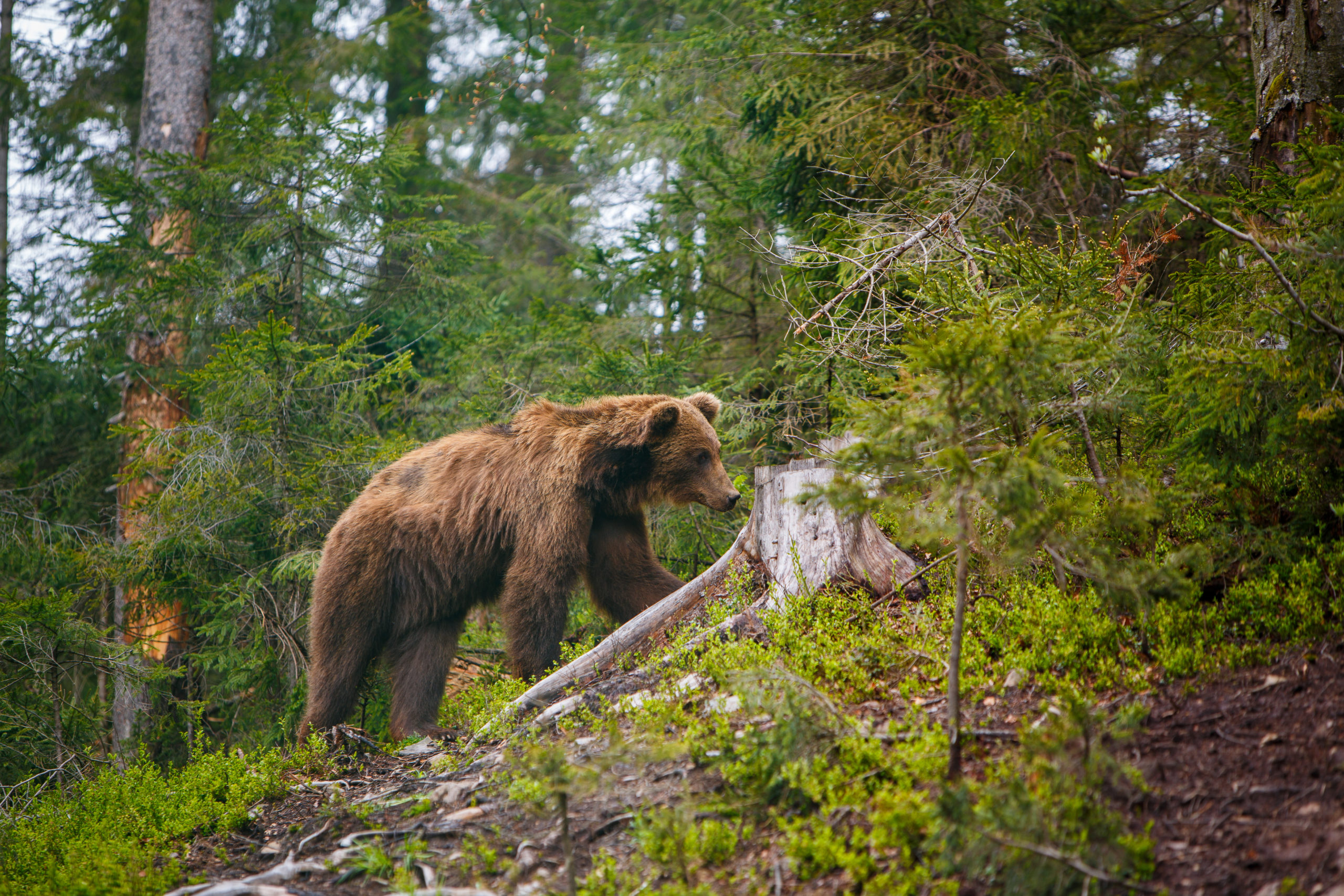 Brown bear in Siberian Taiga