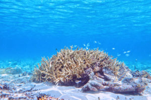 underwater wildlife