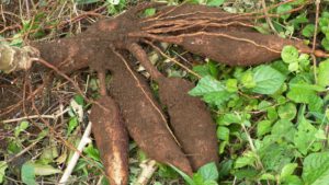 Cassava