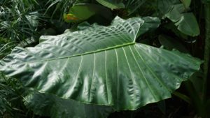 taro leaf