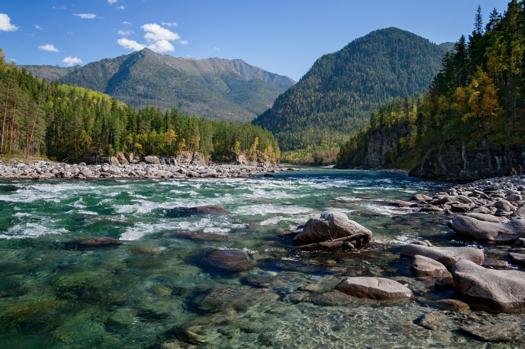 Siberian forest