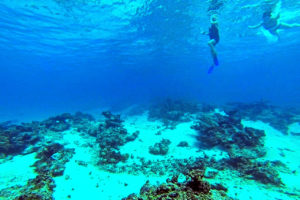diving tonga desert island
