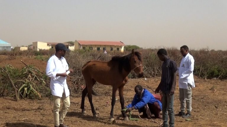 Wasaaradda Xanaanada Xoolaha Oo Gurmad Caafimaad U Fidisay Fardo Ku Dayacan Degmada Dacarta