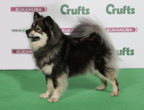 Crufts 2016