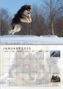 2020 Finnish Lapphund Calendar