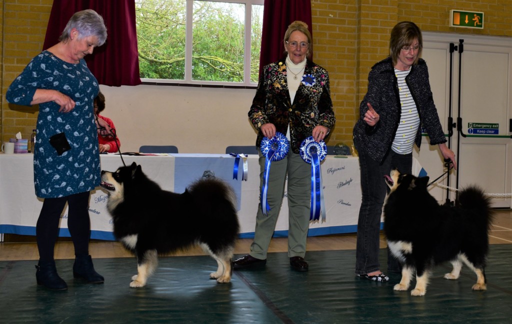 finnish lapphund of the year