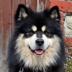 Online Show Results - Southern Finnish Lapphund Society