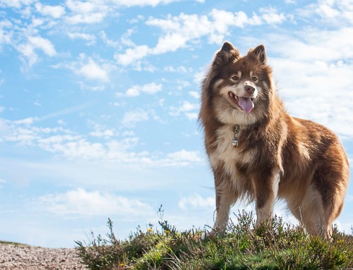 Finnish Lapphund Health website launched