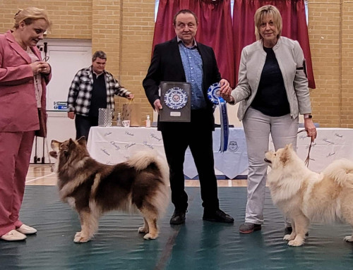 Finnish Lapphund of the Year 2023 winners