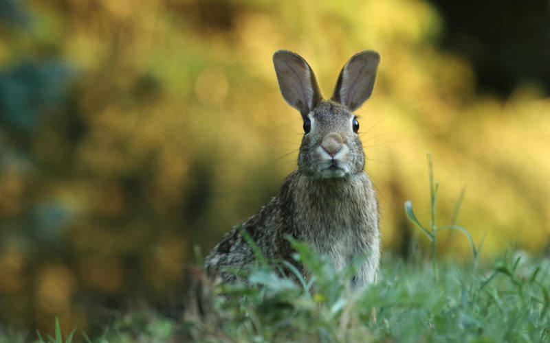 Bunnypoker: En Hoppfull Twist på Pokerspel