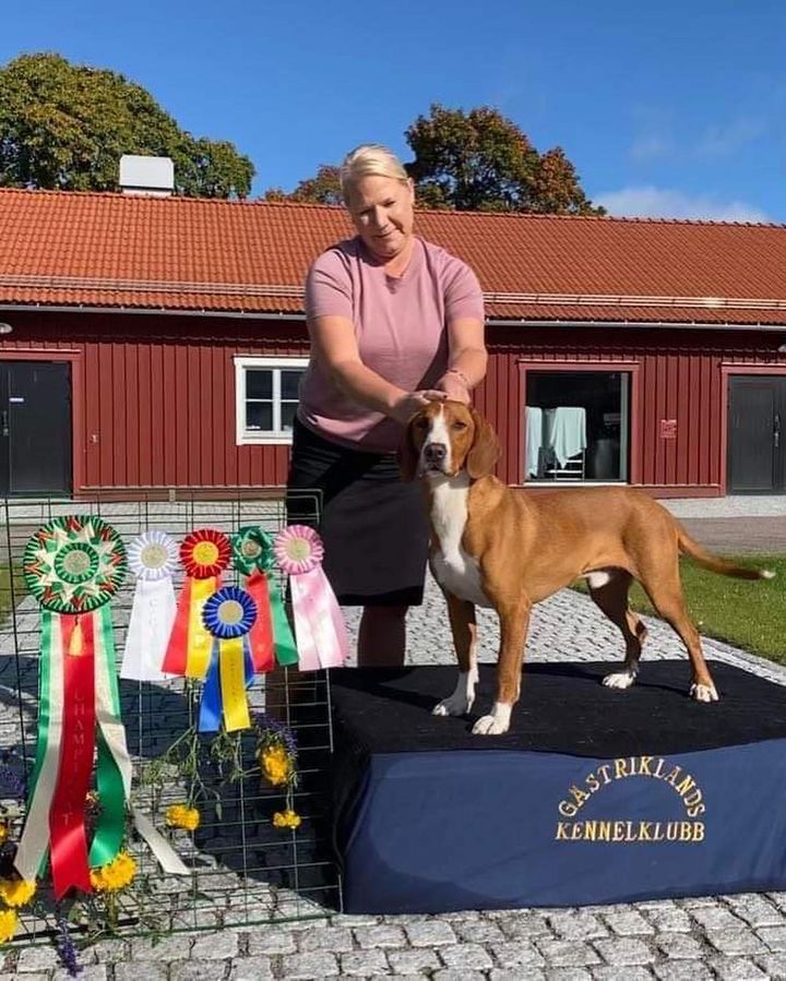 Ben Svensk utställningschampion