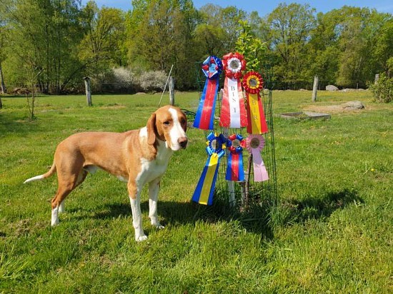 Björn, Best in show, SSDV utställning