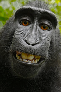 singe-selfie