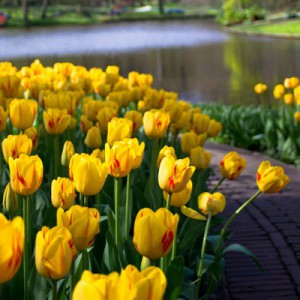 tulips-holland