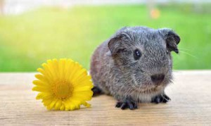 guinea-pig