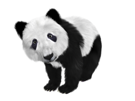 panda