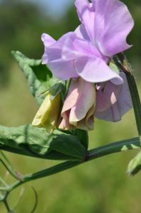 sweet pea - photo credit Ines Cavill