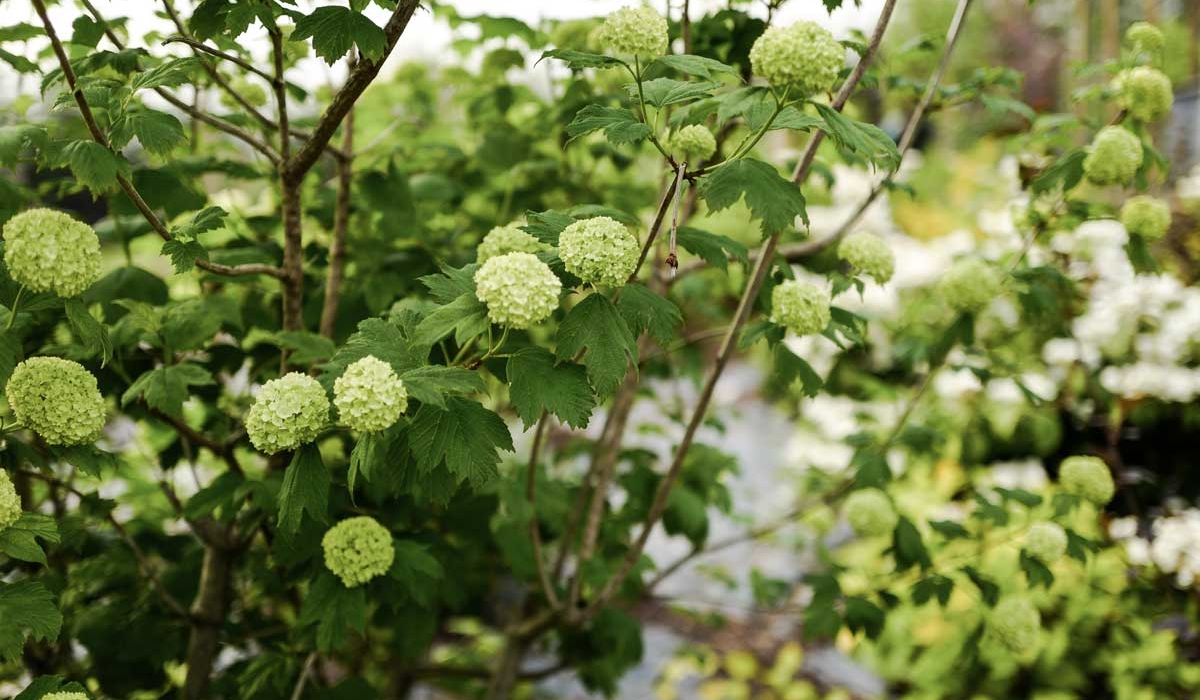 Viburnum - British Flowers & Foliage, Weddings & Wholesale
