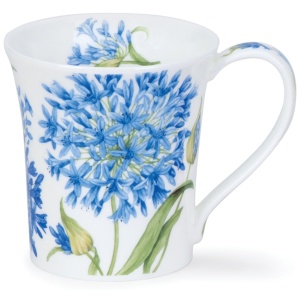 Agapanthus