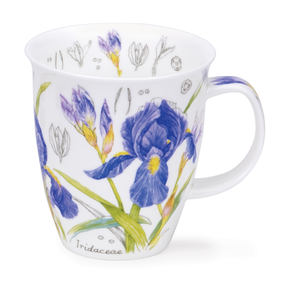 Floral sketch iris
