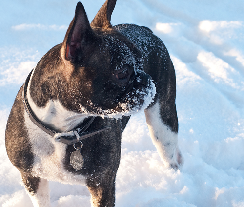 Hunden Anton i Sneen