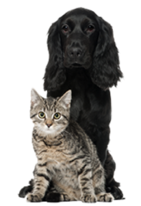 Hunde og katte pension - pasning af hund og kat i jylland