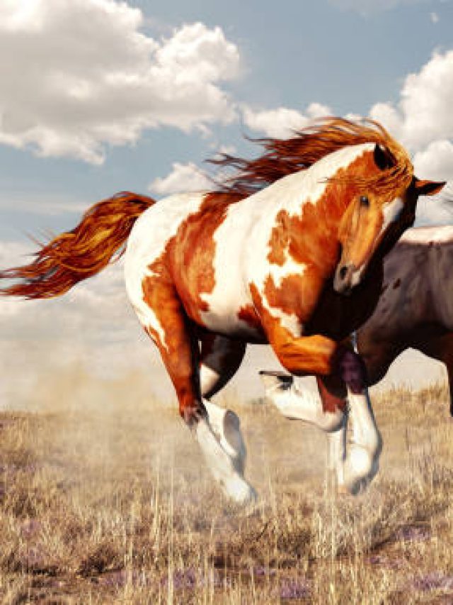 American Paint Horse · Sprint Solutions