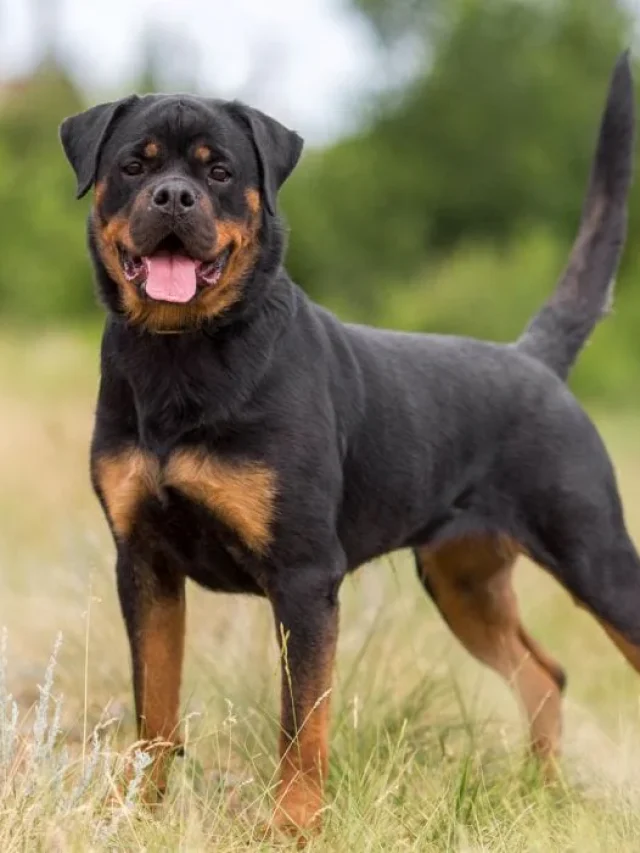 Rottweiler Dog Breed Information & Characteristics