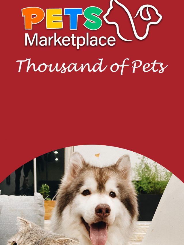 Cute Dog | Pet Marketplace | Helping Pets