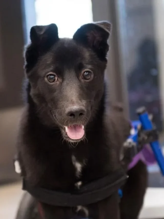 Survivor puppy shows big love for life