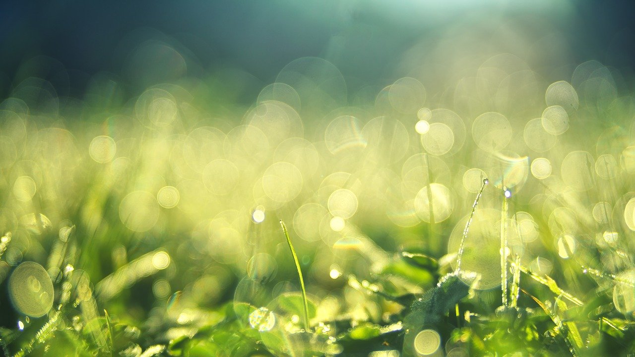 grass, morning dew, bokeh-3743023.jpg