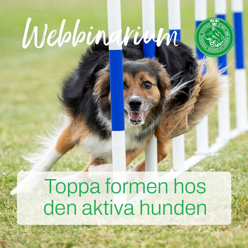 FB webbinarium Topppa formen hos den aktiva hunden