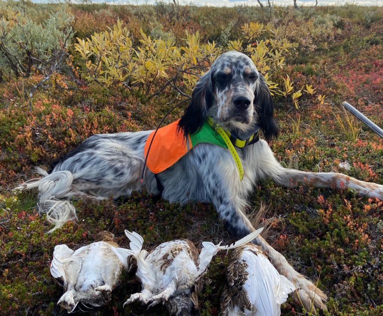 2021 – Årets Engelsk setter, motsatt kön – Jaktstormens Falcon