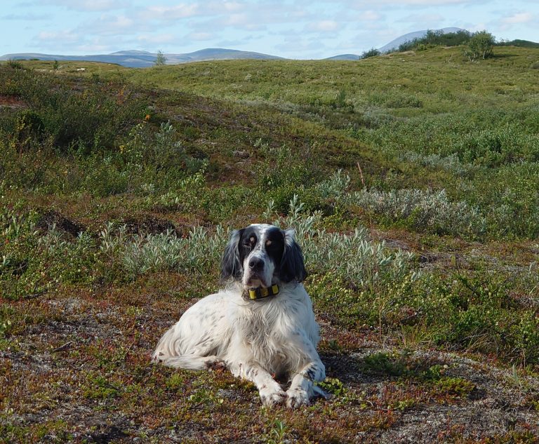 2021 – Årets Avelshund – Myrhedens M-Macho