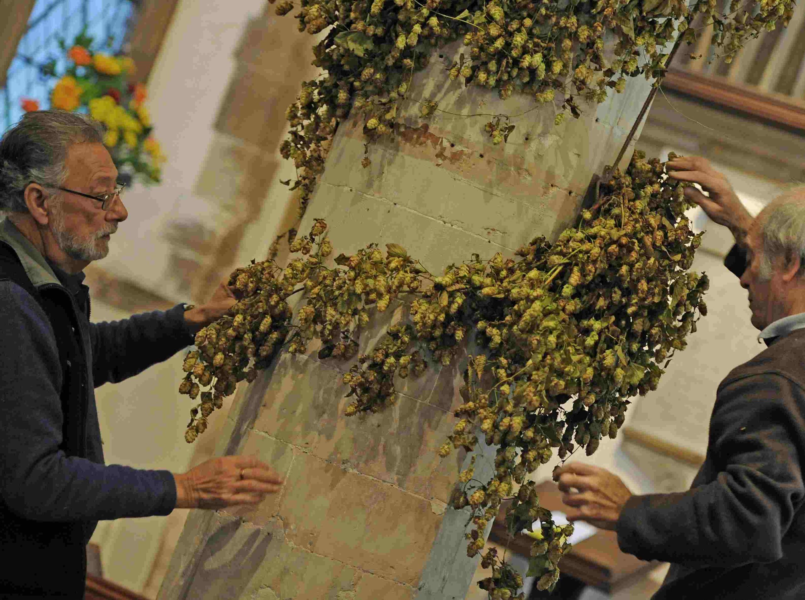 Winding hops round a 600-year-old pillar