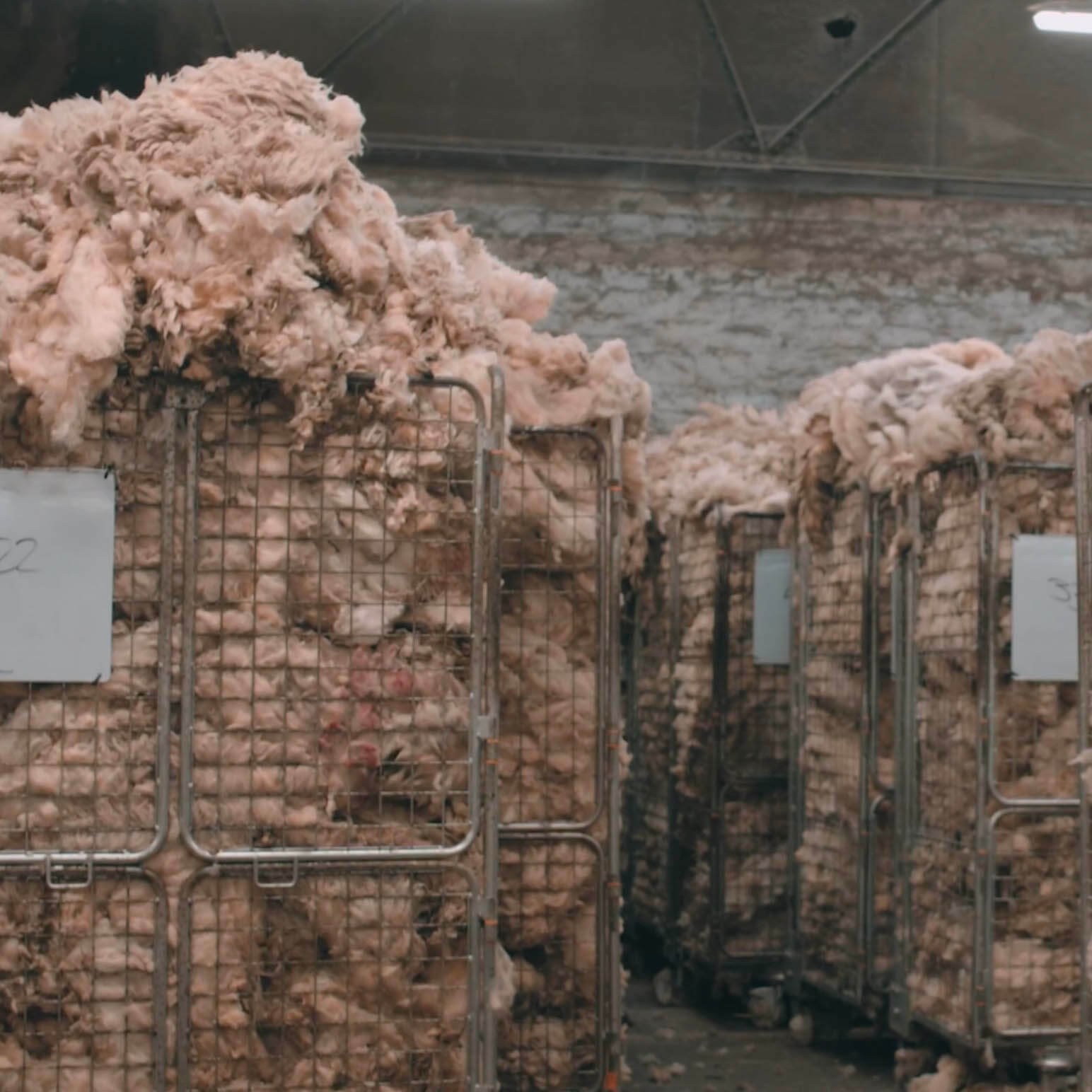 Greasy Wool Standard wool