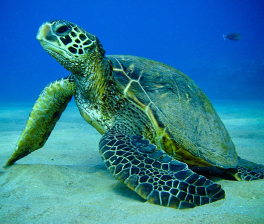 Vacancy: Sea Turtle Field Assistant 2026