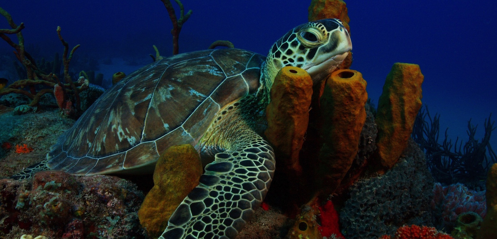 Five Year Sea Turtle Conservation Program Summary