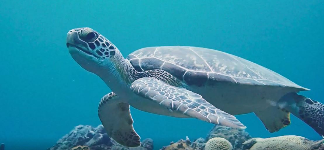 Sea Turtle Season Begins on Statia