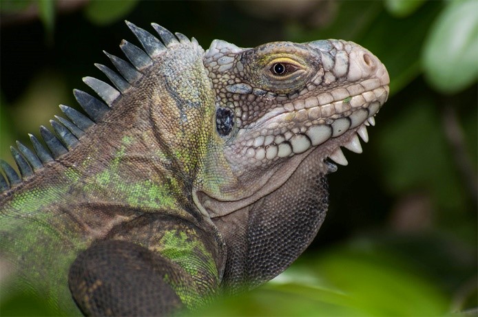 Help us Protect our Native Iguana