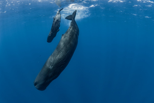 Whale and dolphin research expedition in the Caribbean