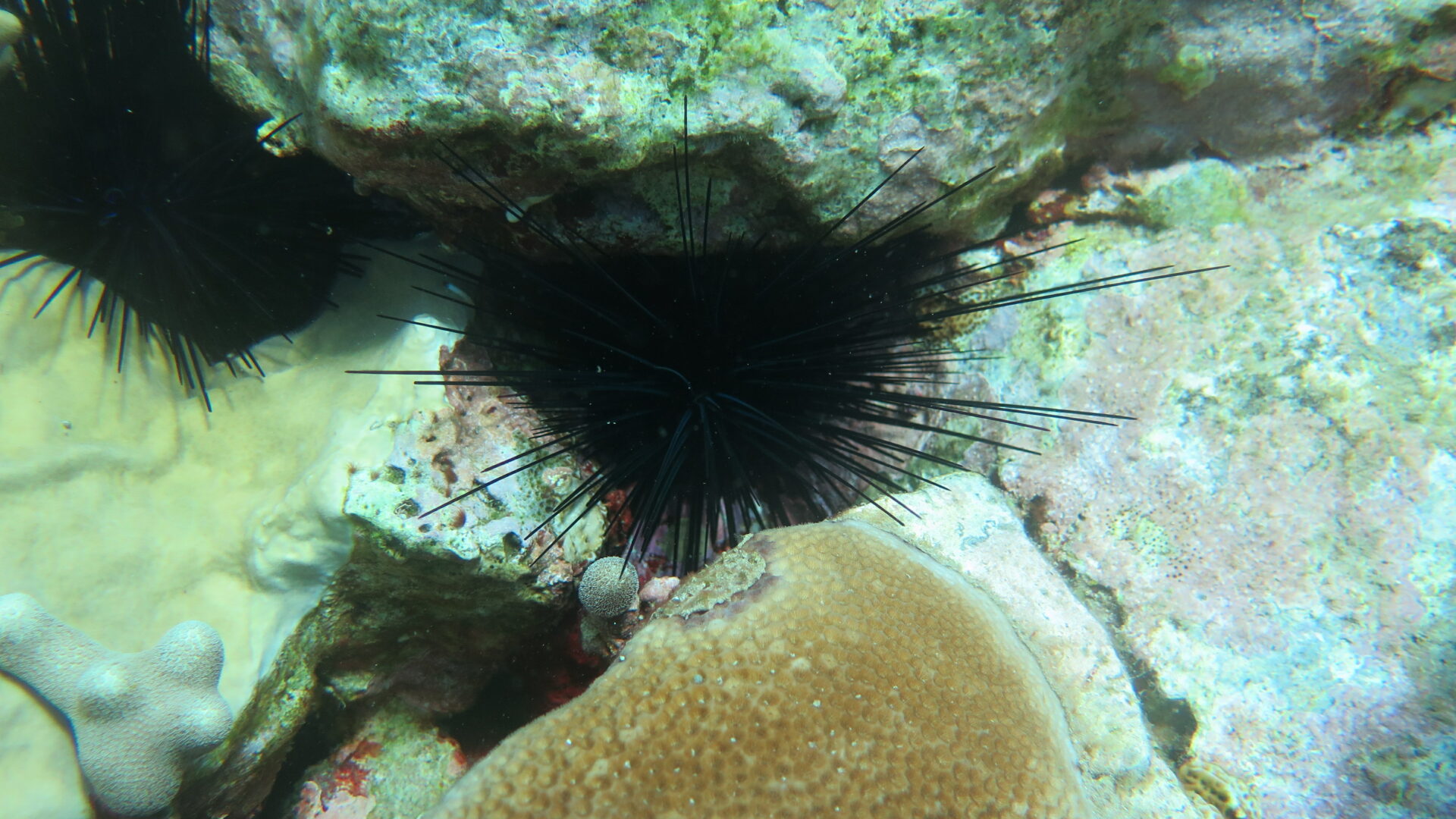 Diadema - long-spined sea urchin ⋆ St. Eustatius National Parks