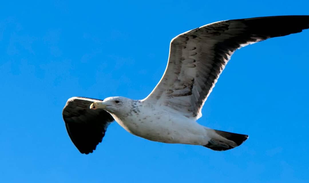 Sommarutflykt till Vaxholm