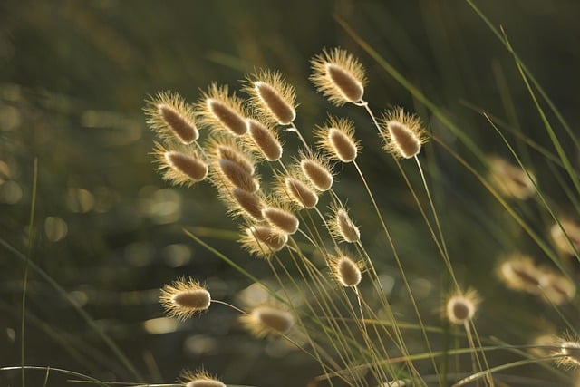 grasses-1939673_640