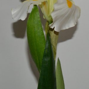 Alternative view of Iris hvid