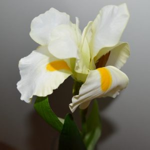 Iris hvid