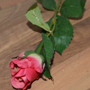 Rose cerise
