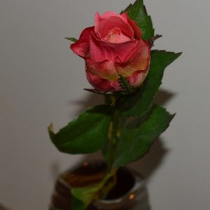 Alternative view of Rose cerise