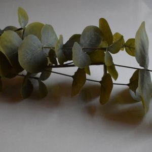 Eucalyptus