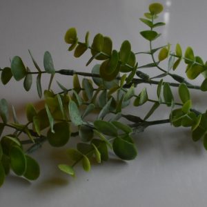 Eucalyptus